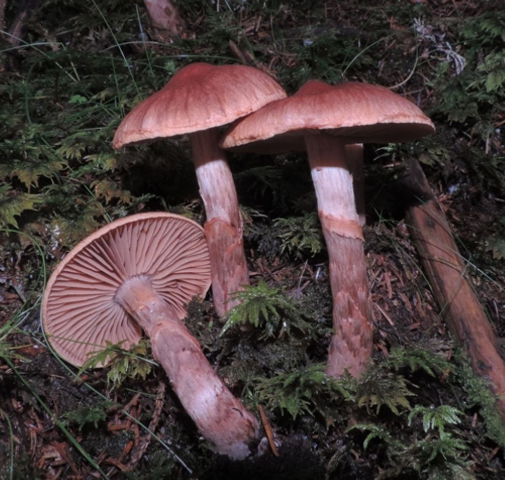 Cortinarius da determinare